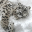 ˋ🏔 Royale Snow 🏯ˏ Discord server icon