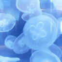 ~ .• ଳ 𝑆𝑖𝑟𝑒𝑛𝑠 •  .°• Discord server icon