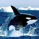 sea/gate fishy frenzy SFW |(ages 13-25) Discord server icon