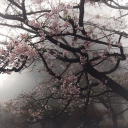 ⋆.ೃ࿔*:･ ℱ𝒶𝓁𝓁𝒾𝓃𝑔 𝓅ℯ𝓉𝒶𝓁𝓈 𝓈ℴ𝒸𝒾ℯ𝓉𝓎૮ ྀིᴗ͈ . ᴗ͈ ྀིა Discord server icon