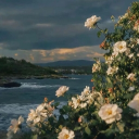 ♡　 ꒱　flower yumes　⸝⸝ Discord server icon