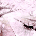 Sakura district 🌸 Discord server icon