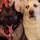 The cool gang