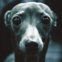 Sushis Lamentable Insane Canine kingdom Discord server icon