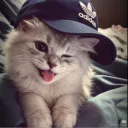 Meowfia | Social • Community • Gaming • Hangout • Emotes • Giveaways • Chat • VC + More
