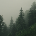 🌲 :: evergreen