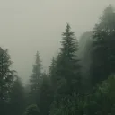 🌲 :: evergreen