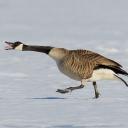 Canada Goose