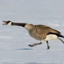 Canada Goose