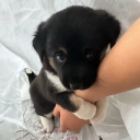 .𖥔 ˖The Litter .𖥔 ˖ Discord server icon