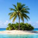 The Palm Trees