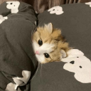 Meowz sleepcall Discord server icon