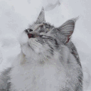 ･:*+.kira-kira kitties.:+