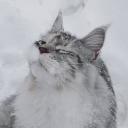 ･:*+.kira-kira kitties.:+