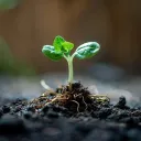 🌱Sprout Lounge 🌱's icon