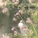 ˚₊‧꒰ა 𝓪𝓷𝓰𝓮𝓵𝓲𝓬 𝓯𝓪𝓲𝓻𝓲𝓮𝓼 ໒꒱ ‧₊˚ Discord server icon