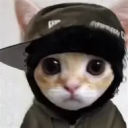 👑│CAT COMUNITY│👑