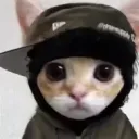 👑│CAT COMUNITY│👑
