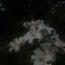 Flowers in the garden Discord server icon