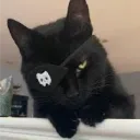 Outcats