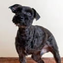 The Dog Spot Discord server icon