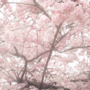 SoftCore Haven Discord server icon