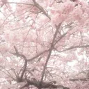 SoftCore Haven discord icon