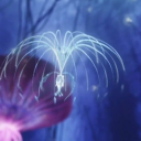 𝙸𝚗𝚟𝚎𝚗𝚒𝚛𝚎 𝚂𝚝𝚎𝚕𝚕𝚊𝚎 Discord server icon