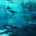 🦈  𝑇𝑖𝑑𝑒𝑏𝑟𝑒𝑎𝑘 𝑎𝑐𝑎𝑑𝑒𝑚𝑦 ·˚ ༘₊· ͟͟͞͞꒰➳ Discord server icon