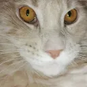 Сервер Кошаков