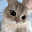 Cat Lounge