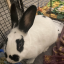 pocket server Discord server icon