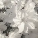 ꒰ঌ🤍໒꒱ ˚₊ 𝐓𝐡𝐞 𝐠𝐚𝐧𝐠 𝐠𝐚𝐧𝐠 ₊˚ෆ