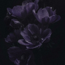 ࣪˖ ִֶָ𐀔 MHA :「Nightshade🥀 」 Discord server icon