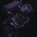 ࣪˖ ִֶָ𐀔 MHA :「Nightshade🥀 」