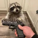 Raccoon Creatives