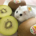 ꒰🥝꒱﹒ whimsi ﹒⟢