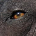 The Xoloitzcuintli Facility Discord server icon