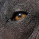 The Xoloitzcuintli Facility