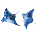 𓏲𑁘:  ִ   ׄ Oceanlight Realms ⭑ ׄ .ᐟ Discord server icon