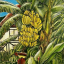 വാഴക്കുല 🌱 Discord server icon