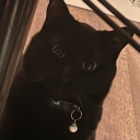 ☆  ⸝⸝  the starry express  ⟢ Discord server icon