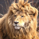 𝐓𝐚𝐬𝐡𝐚𝐟𝐟𝐢 Discord server icon