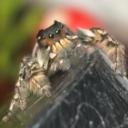 The Fuzzyhop Web