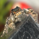 The Fuzzyhop Web Discord server icon