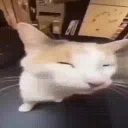 meow