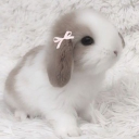 𑣲 bunnies adm🐇 Discord server icon