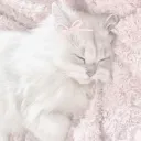 ɛȶɦɛʀɛǟʟ