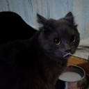 ◅𝕍𝕠𝕚𝕕ℍ𝕠𝕝𝕝𝕠𝕨 𝕊𝕄ℙ | 𝕝𝕠𝕠𝕜𝕚𝕟𝕘 𝕗𝕠𝕣 𝕡𝕖𝕠𝕡𝕝𝕖!▻ Discord server icon