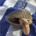 The Clam